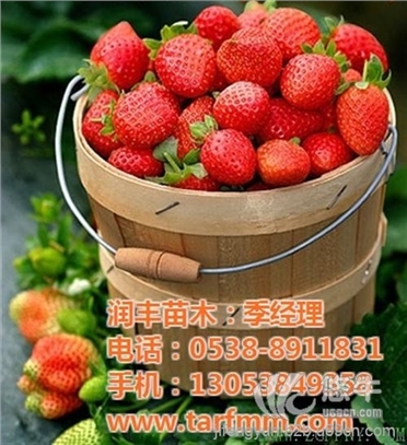 草莓苗章姬
