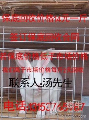 云南省哪里有卖獭兔的图1