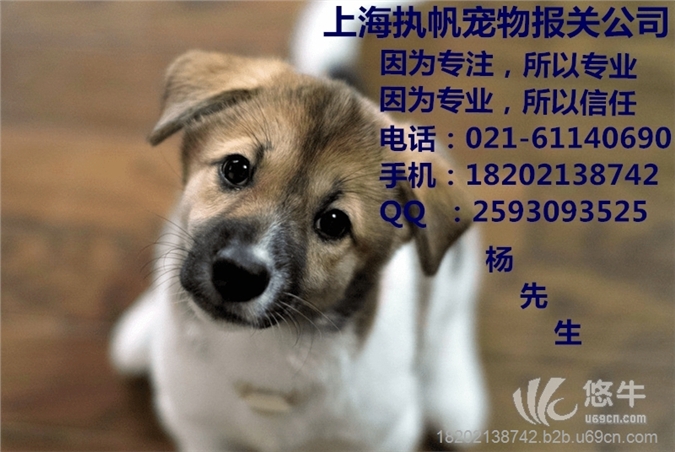 上海宠物代理报关公司图1