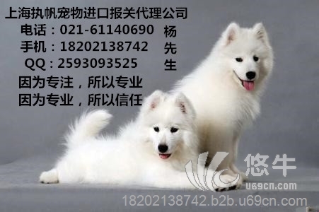 上海入境宠物报关方法图1