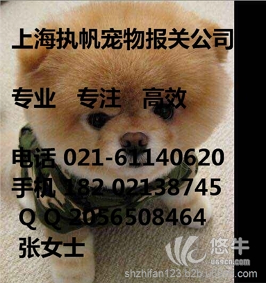 上海宠物高效代理报关