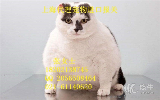 上海宠物专业隔离清关