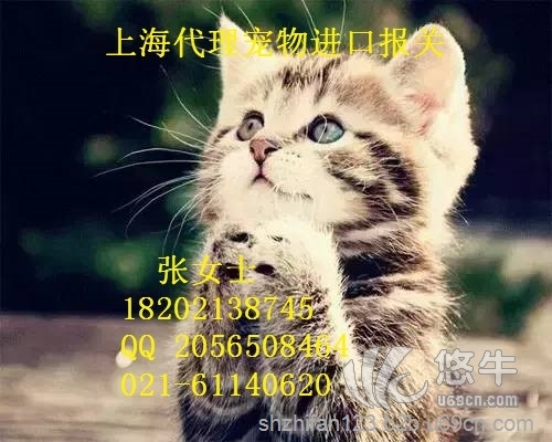 上海宠物高效进口报关