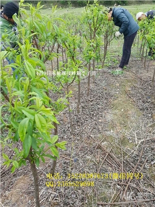 重庆渝北枣子苗种植方