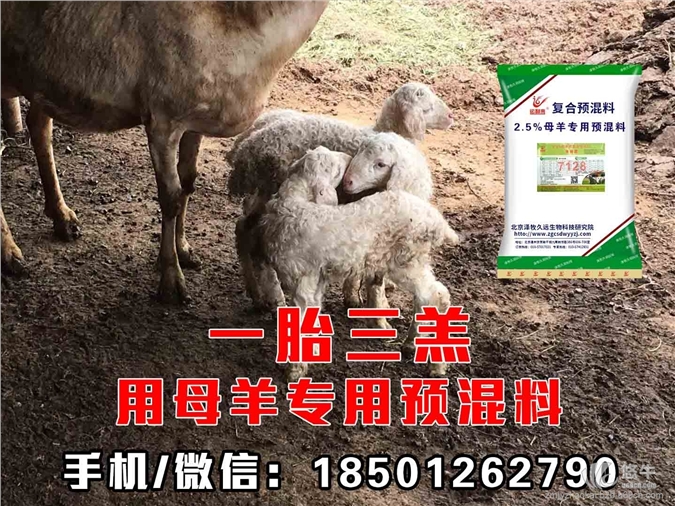 繁殖母羊专用饲料图1