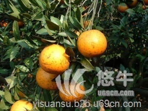 柑橘青苔净特效药