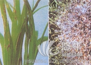 水稻特效杀菌剂图1