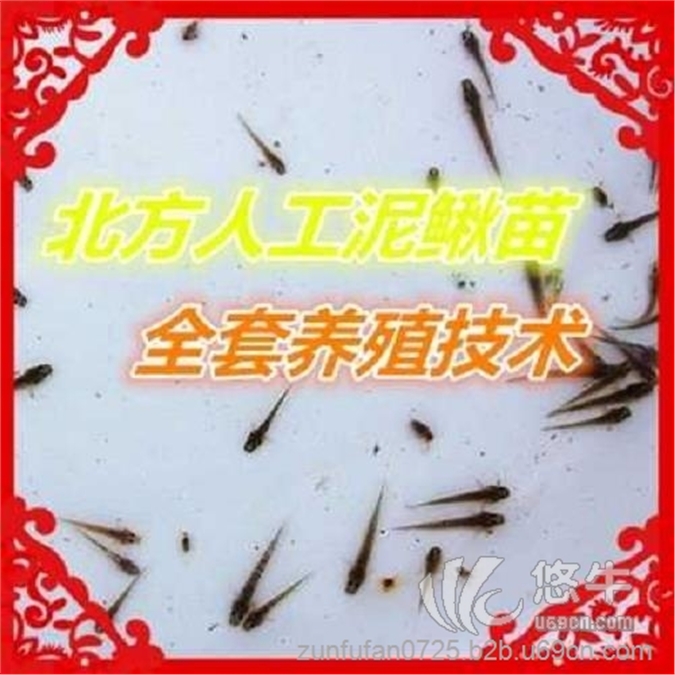台湾泥鳅苗技术-大量图1