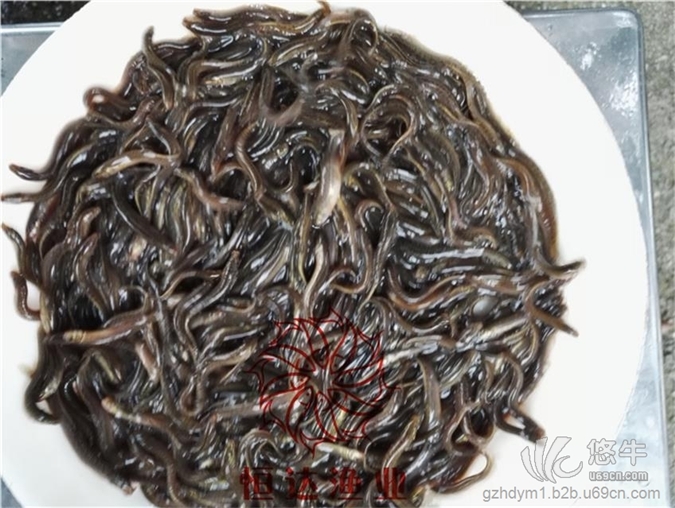 高州台湾泥鳅鱼苗