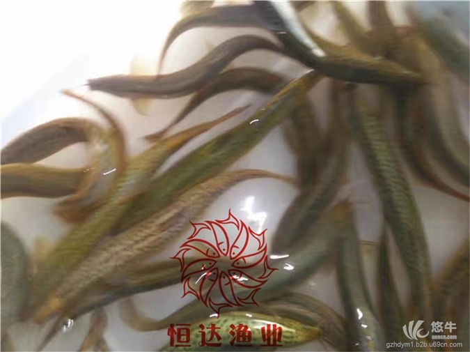 台湾泥鳅鱼苗图1