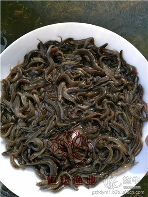 陸豐臺灣泥鰍魚苗