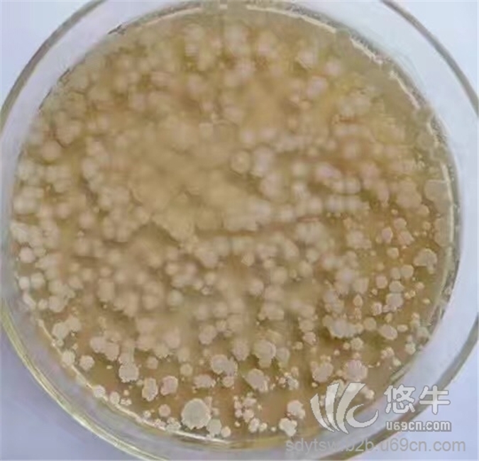 枯草芽孢杆菌菌粉