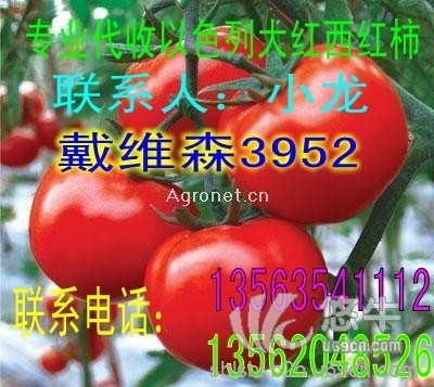 山东西红柿种植基地