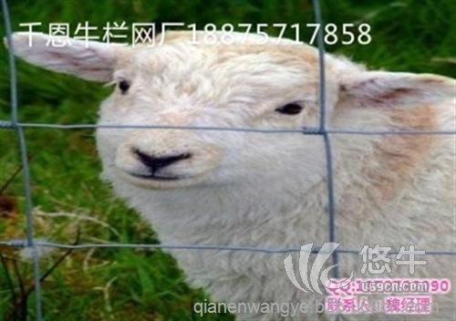 圈羊防护网多少钱一米