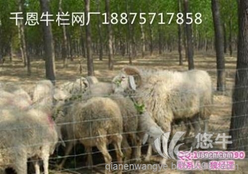 圈羊防护网价格