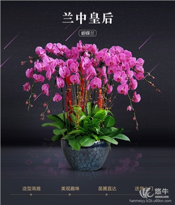 武汉新年节日恭喜鲜花