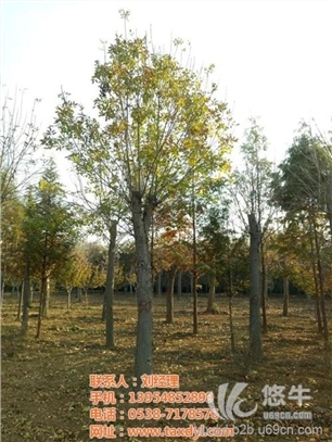30公分白蜡树价格图1