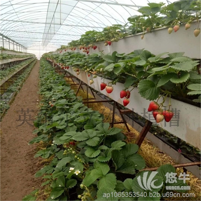 草莓种植设备图1